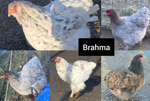 oeufs fecond&eacute;s de brahma 2 71360 Épinac