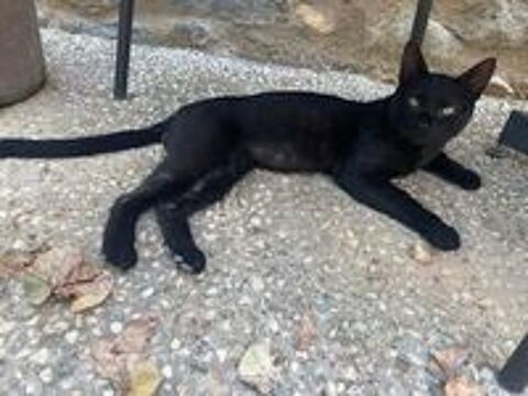   Copa gentil et jeune chat noir a adopter et sauver !  