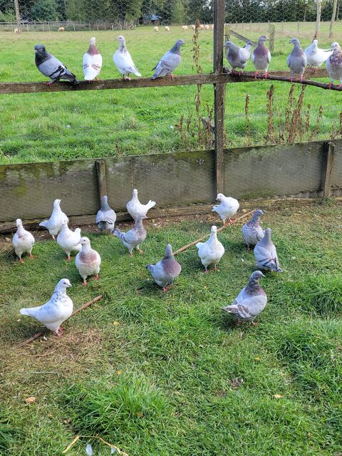 Pigeon texan 12 49640 Morannes