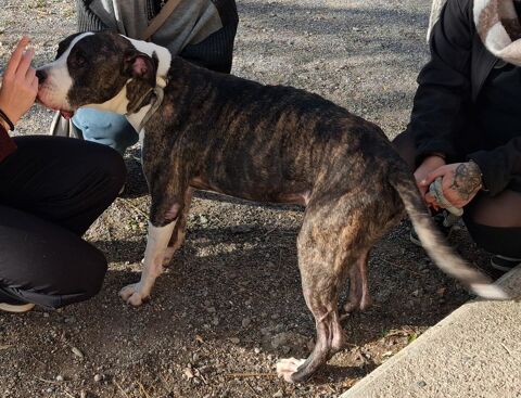 AGNEAU, type boxer terrier, 10 ans SAUVETAGE 200 34500 Bziers