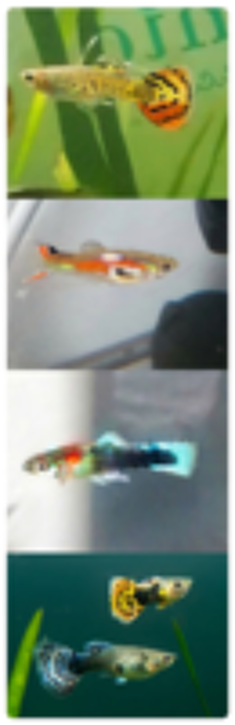   Grande variété de Guppys  