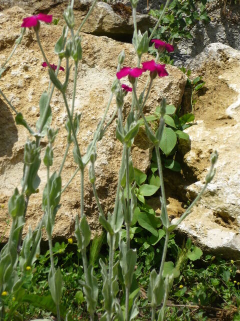 plant oreille d'ours ou de lapin
3 Bellenaves (03)