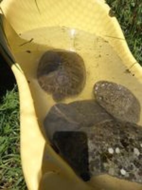   tortue de floride 