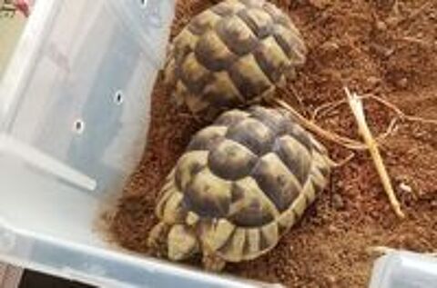   tortues Graeca 