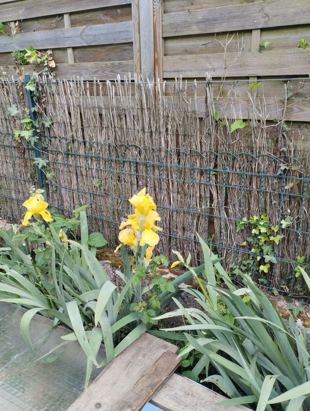 Iris Jardin