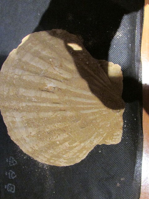 fossile pectene 70 Saint-Jean-d'Illac (33)
