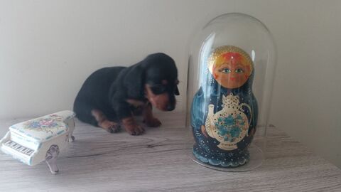 chiots teckels poils ras 0 22570 Laniscat