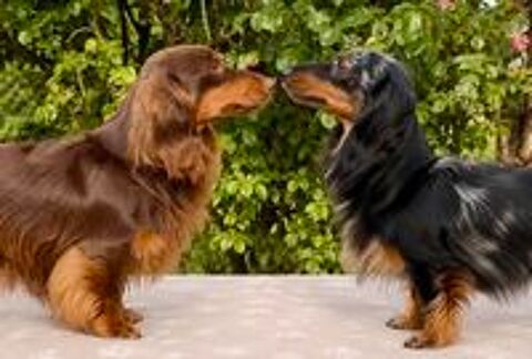   Chiots Teckels nains à poils longs LOF 