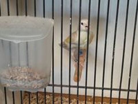   MALE HYBRIDE CHARDONNERET MUTATION X CANARI 2026
