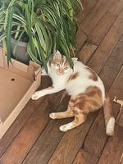   NOE SE TROUVE EN FAMILLE D'ACCUEIL DANS LE 18EME A PARIS 