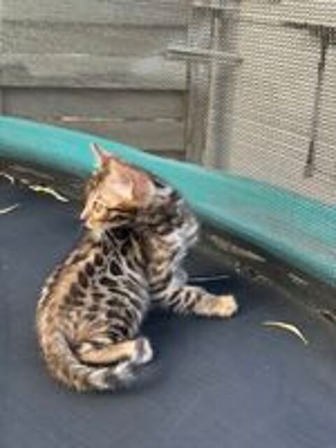   Superbes chatons Bengal LOOF 