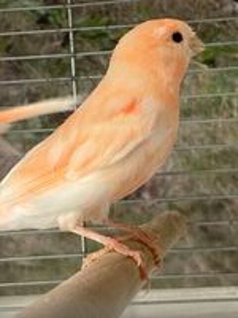   Canaris  