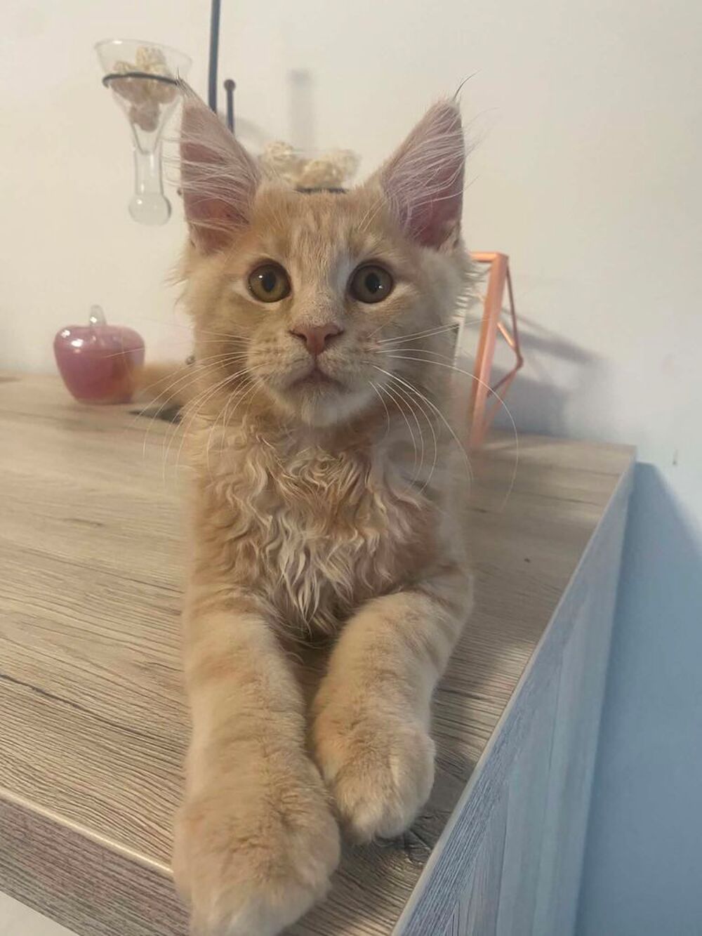   Chaton Maine Coon LOOF 