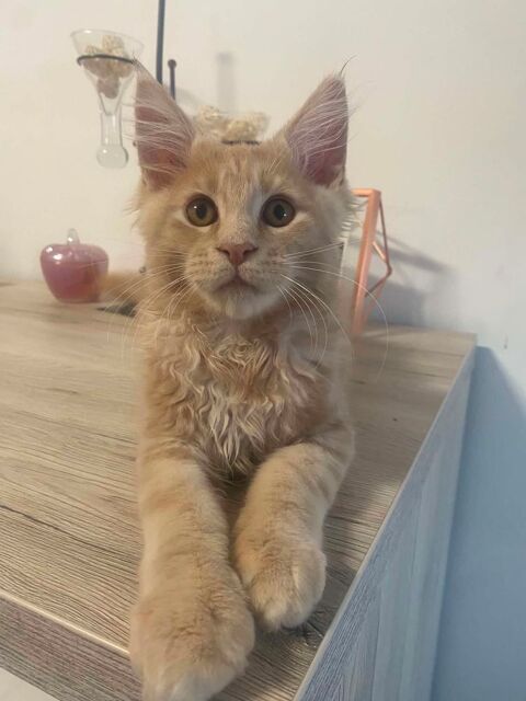 Chaton Maine Coon LOOF 1000 59163 Condé-sur-l'escaut