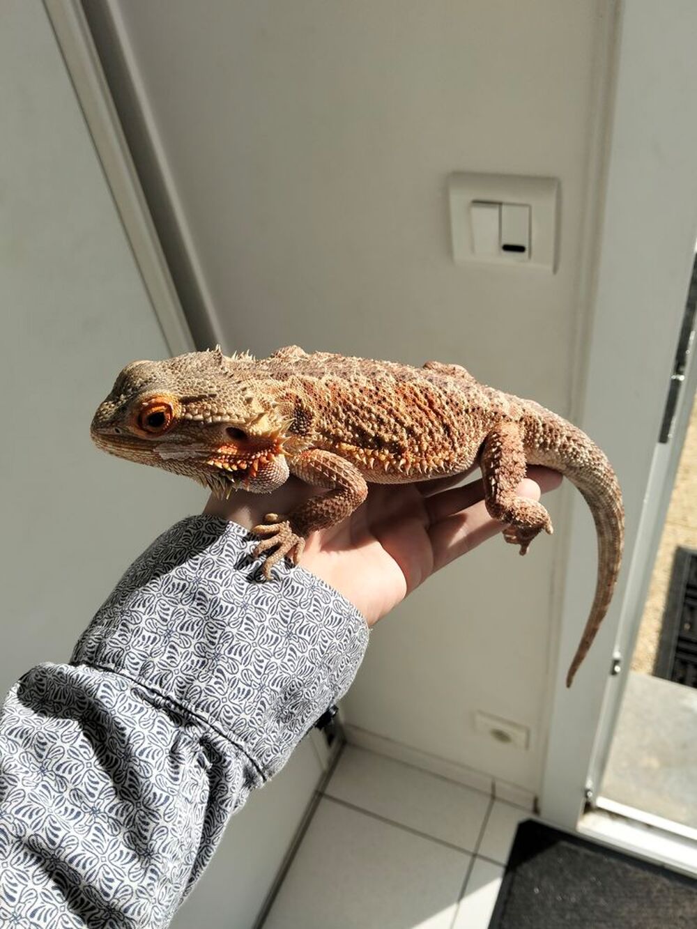   Pogona mal et terrarium  