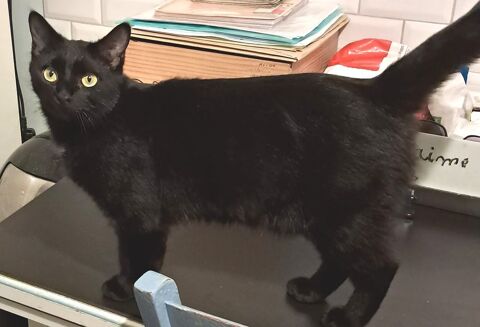 AZIA tr&egrave;s jolie chatte noire 0 64200 Biarritz