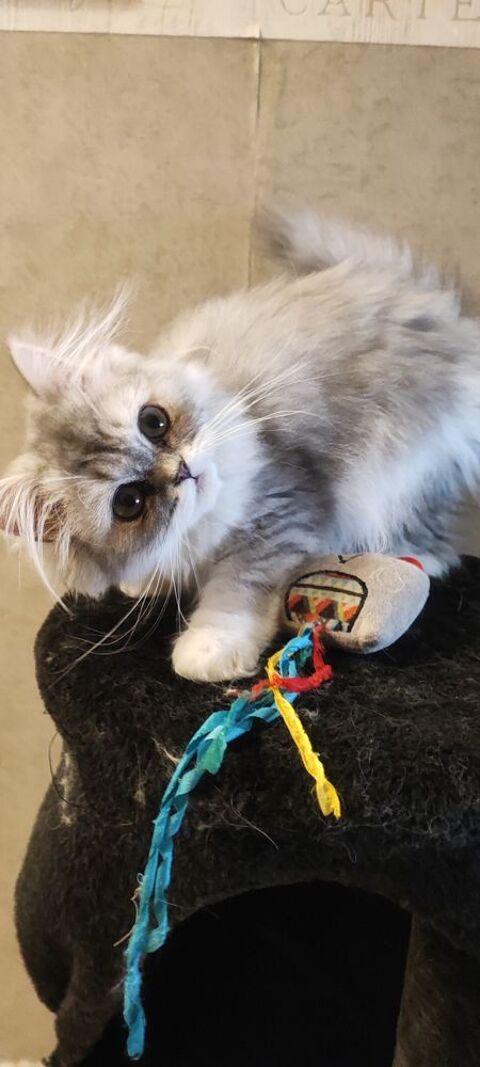 Chatons persan silver LOOF 900 38590 Saint-Étienne-de-saint-geoirs