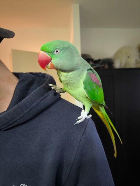 M&acirc;le Grand Alexandre EAM 2024 350 59310 Orchies