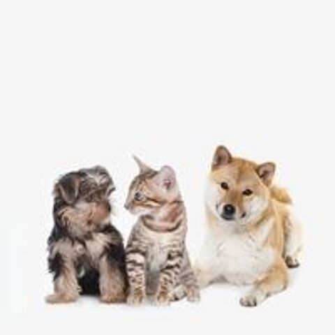   garde animaux 
