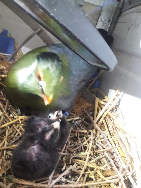 touraco 250 85500 Beaurepaire