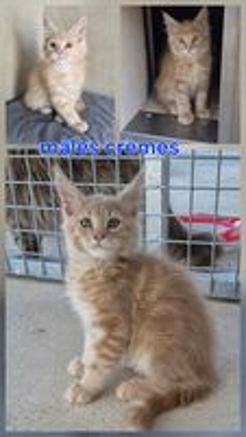   MAINE COON LOOF LABEL OR 