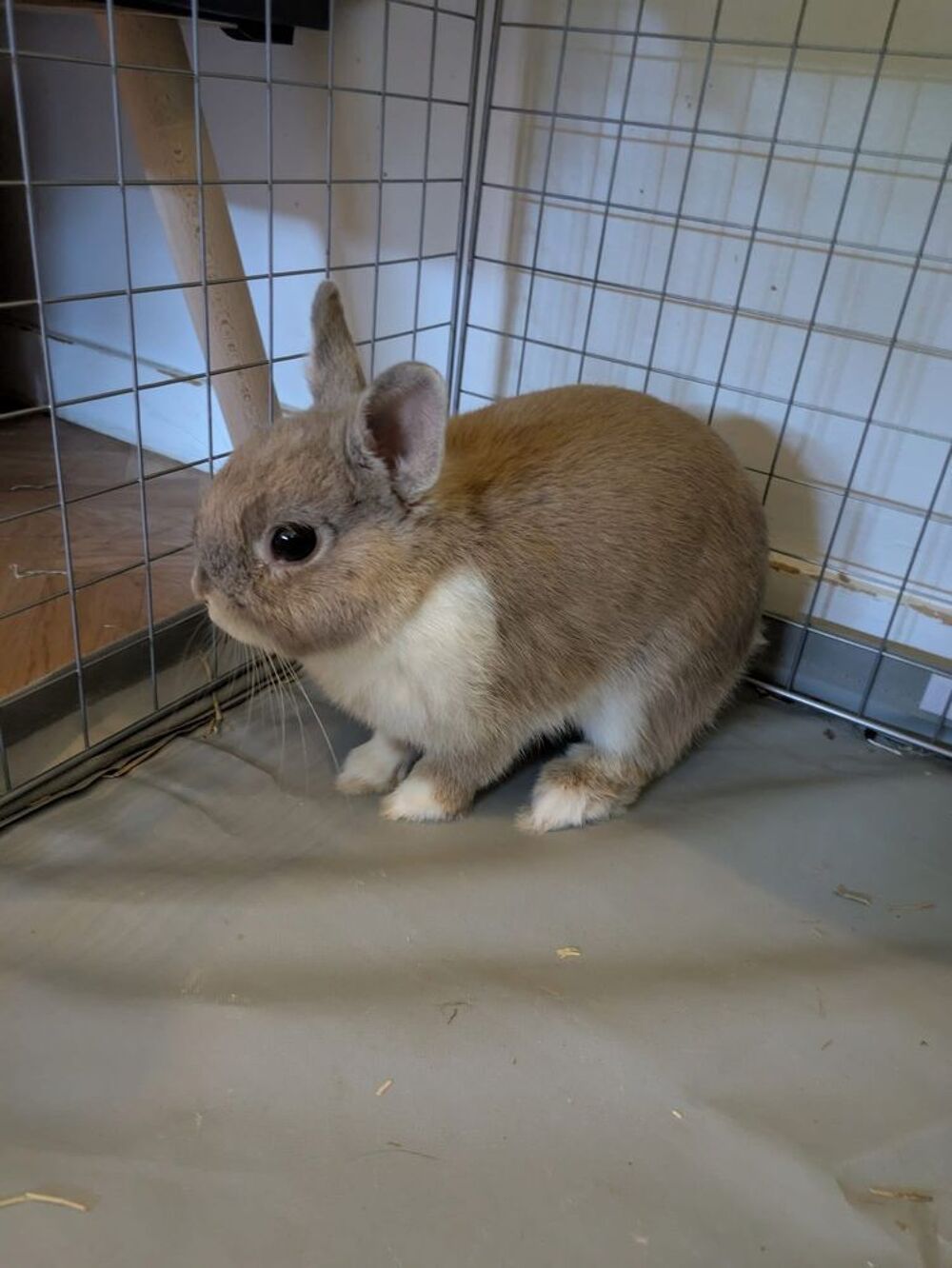   BULLE, adorable lapereau nain � adopter via l'association UMA 