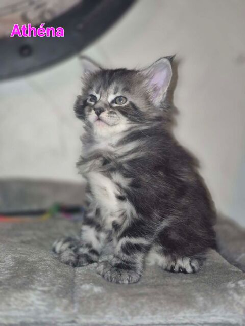 Maine coon polydactyle loof 1700 54000 Nancy