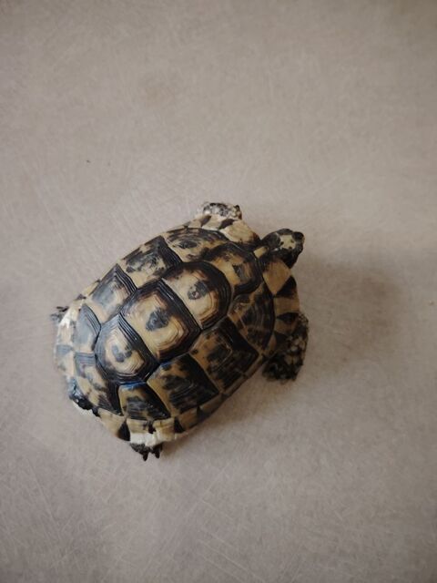 Tortue de terre adulte 7Ans 8000 Grenoble 200 