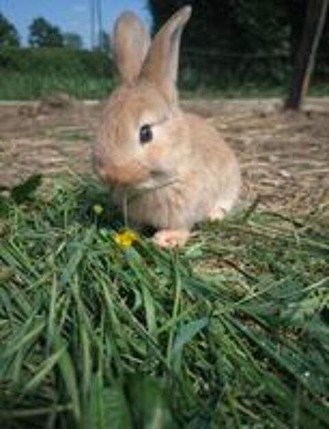   Lapins 2 mois 