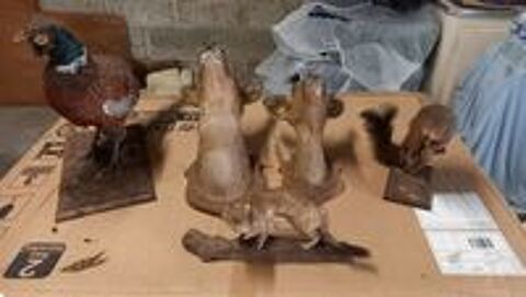   Animaux Empailles 