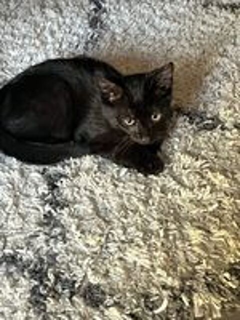  BLACKY 