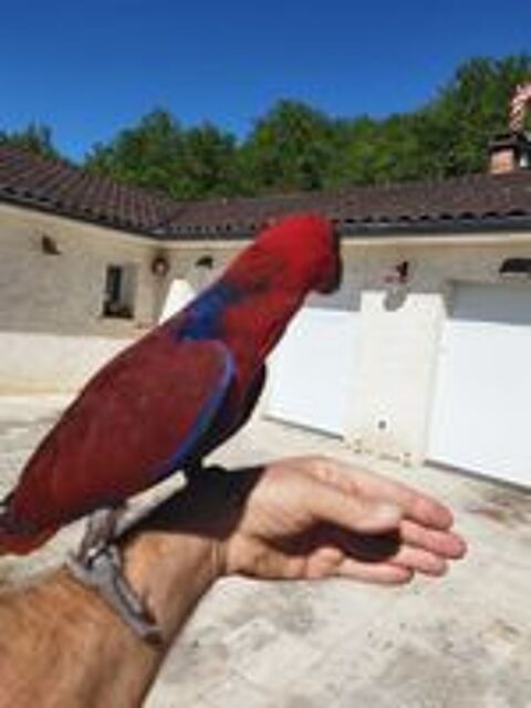   Perroquet Eclectus Roratus  