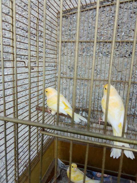 Serins jaune et gris 2025 perruches 2025 15 53240 Saint-jean-sur-mayenne