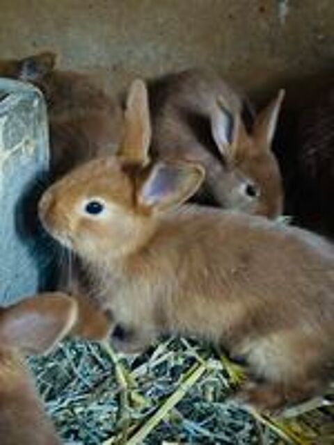  Lapin fauve de bourgogne 