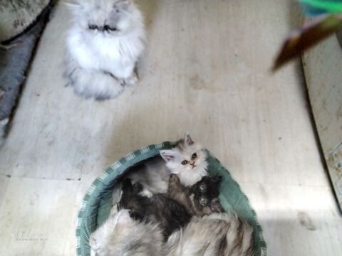 Chatons Persans  700 07290 Quintenas