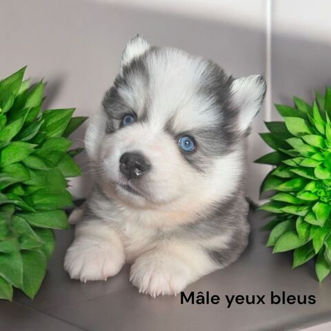 Pomsky F4+ 84000 Avignon