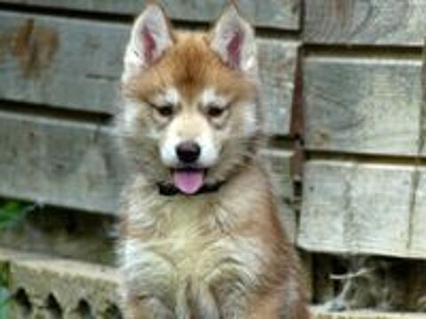   Chiot husky LOF 