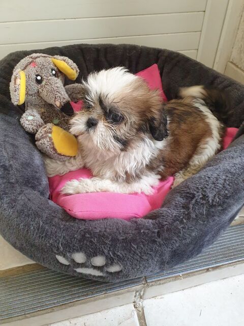 SPLENDIDE BÉBÉ SHIH TZU FEMELLE DORÉ BLANCHE.. 620 86400 Civray
