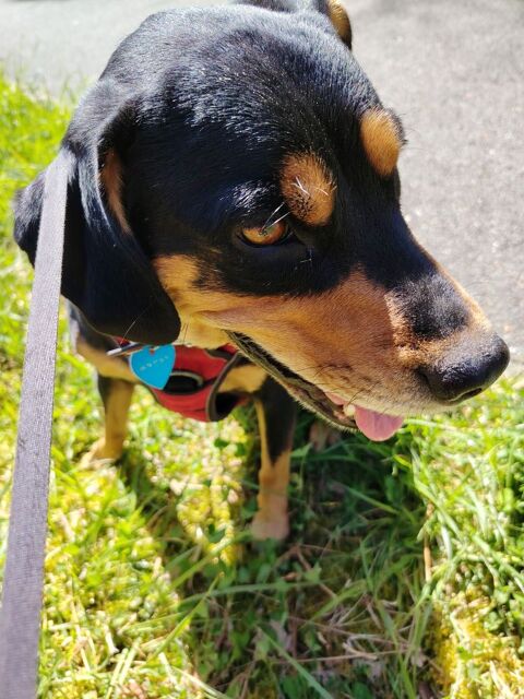 Je donne ma chienne pour raison de sant&eacute; 0 33650 Cabanac-et-villagrains