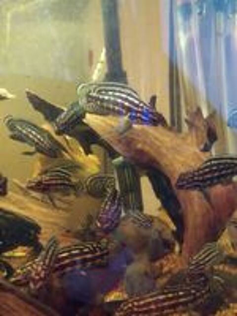   cichlidees
Croisement julidochromis et regani 