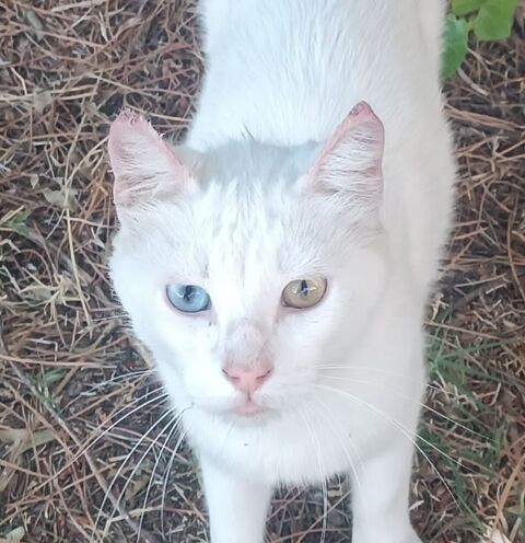 LEGOLAS 220 95610 ragny