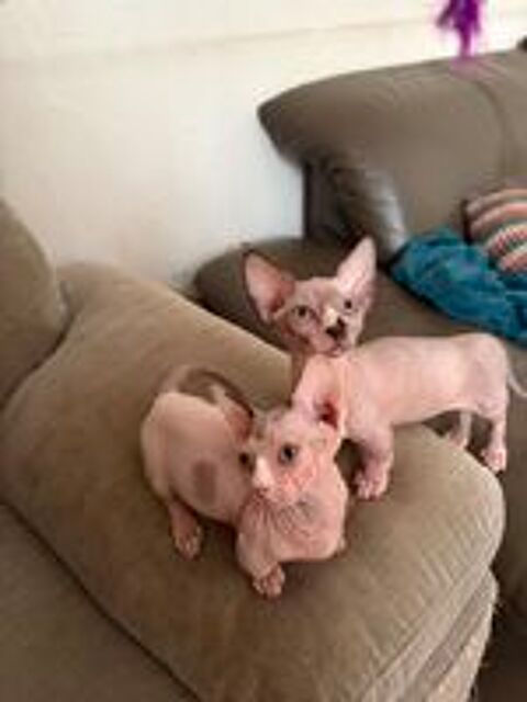   Adorables chatons bambino sphynx rare en France  