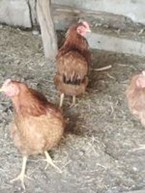   Poule pondeuse  