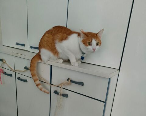 Chat à donner !! 0 35510 Cesson-svign