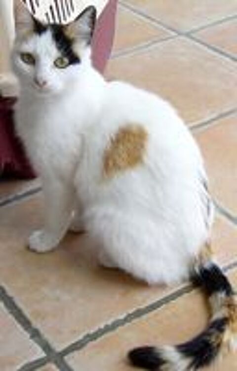  Clochette petite chatte adorable  