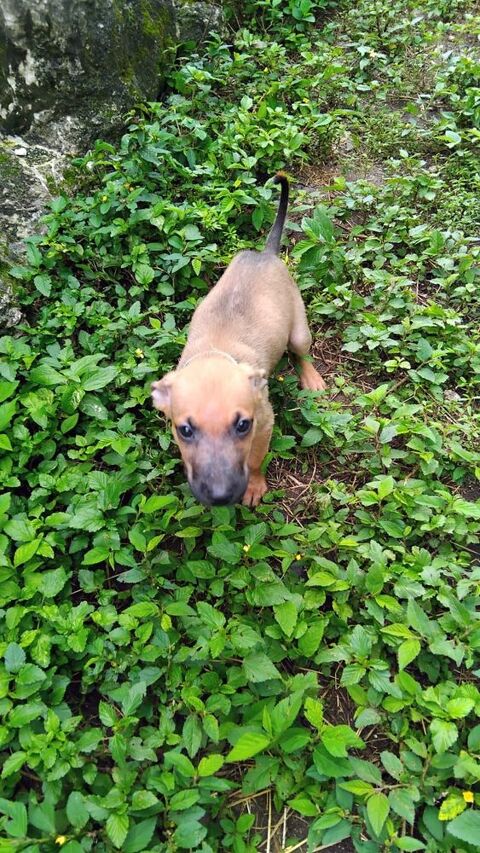 Chester, m&acirc;le X crois&eacute; n&eacute; le 21/09/2025 300 33000 Bordeaux