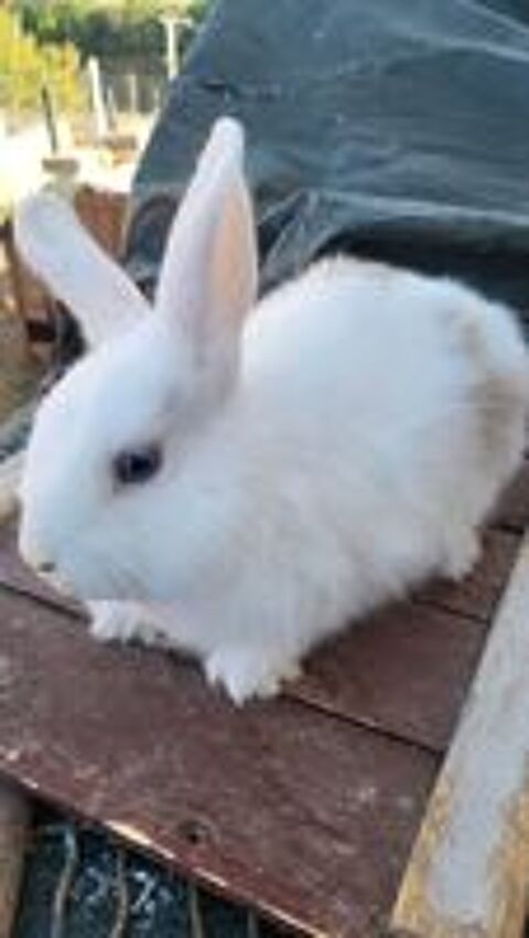   BB lapins nains 