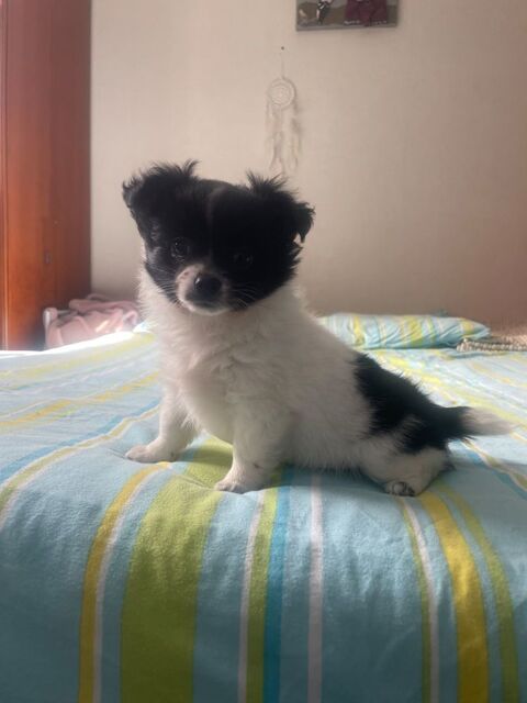 chiot chihuahua &agrave; poils longs 750 27170 Le plessis-sainte-opportune