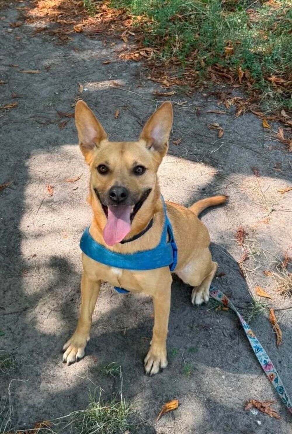   A L'ADOPTION KORA 
