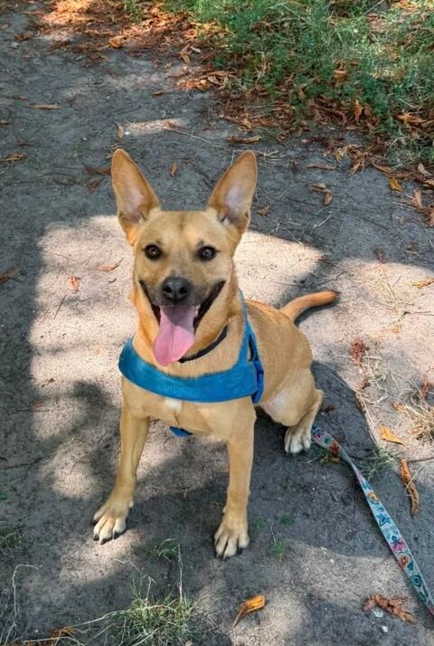 A L'ADOPTION KORA 0 75018 Paris
